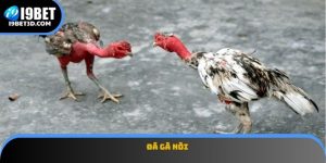 Đá Gà Nòi
